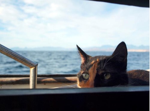 Nessie on watch © Meghan Cleary